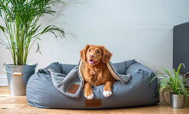 dog groomers at home garden room